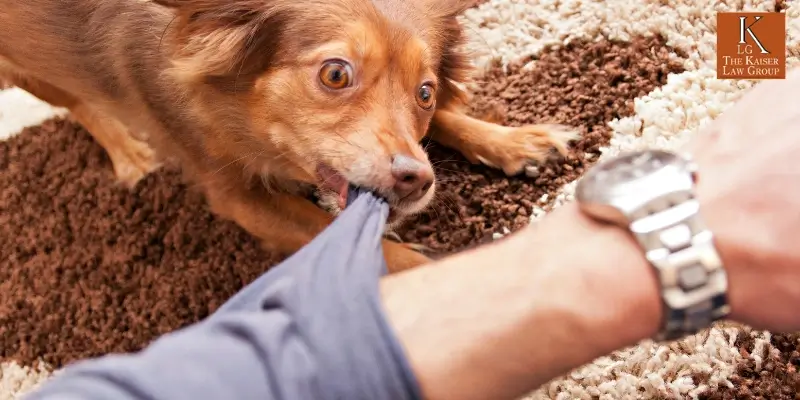 Expert Kingman Dog Bite Attorney