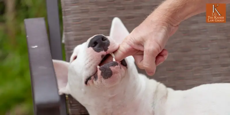 Best Kingman Dog Bite Lawyer