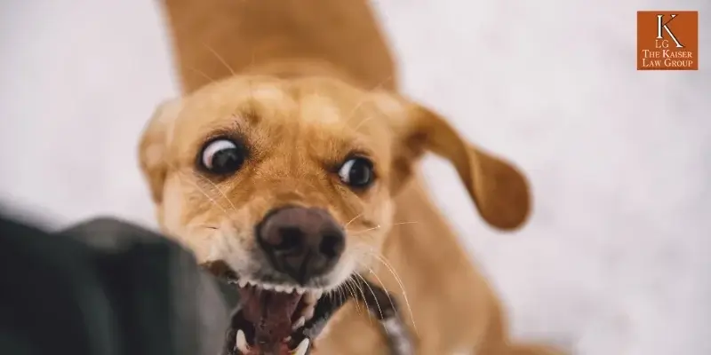 best flagstaff dog bite attorney