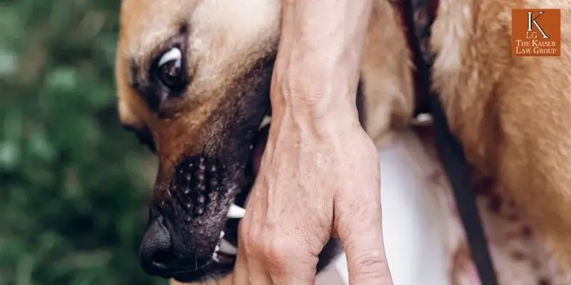 best flagstaff dog bite lawyer